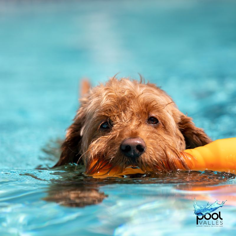 Piscinas y Mascotas: Una Combinación Refrescante